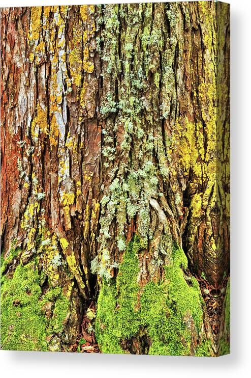 Art Canvas Print featuring the photograph Island Moss by JAMART Photography