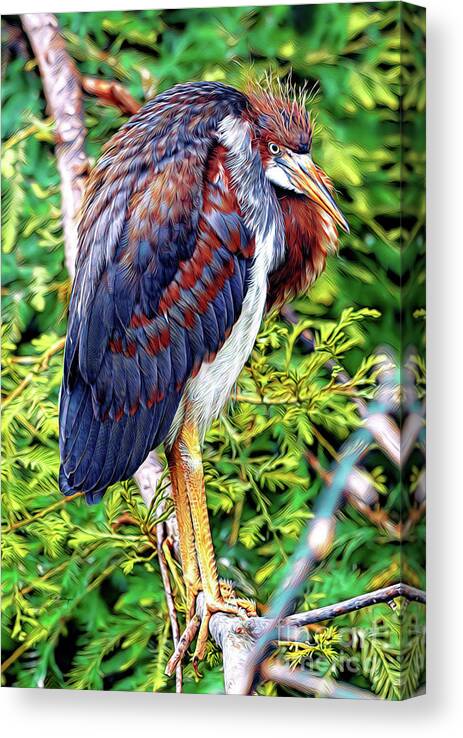 Herons Canvas Print featuring the mixed media Juvenile Tricolored Heron Art by DB Hayes