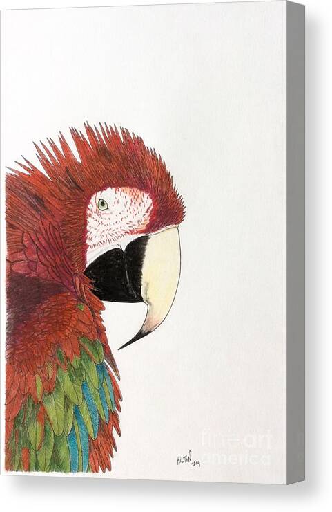 Produktion Cirkus væv Macaw Parrot Portrait Canvas Print / Canvas Art by Graham Wallwork - Pixels  Canvas Prints