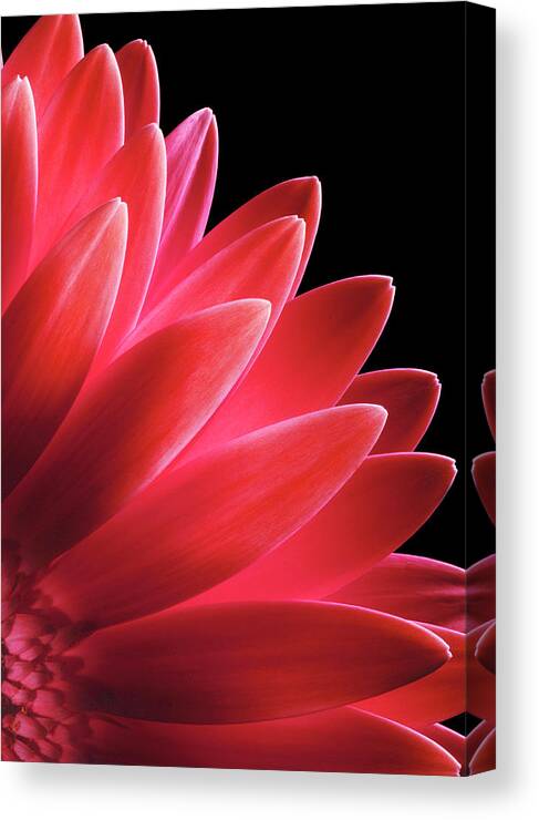 Black Background Canvas Print featuring the photograph Macro Shot Of A Pink Gerbera Flower by Johanna Parkin