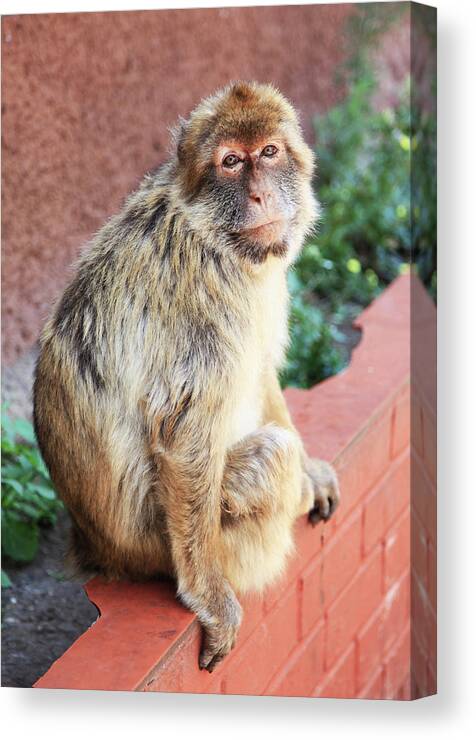 Monkey Canvas Print featuring the photograph Monkey Sitting On Ledge The Rock Of Gibralter by Cavan Images