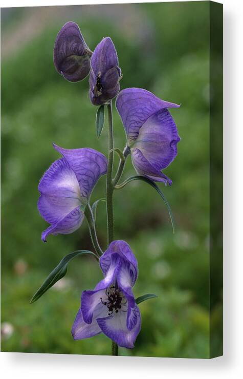 Aconitum Canvas Print featuring the photograph Monkshood Flowers Aconitum by Nhpa