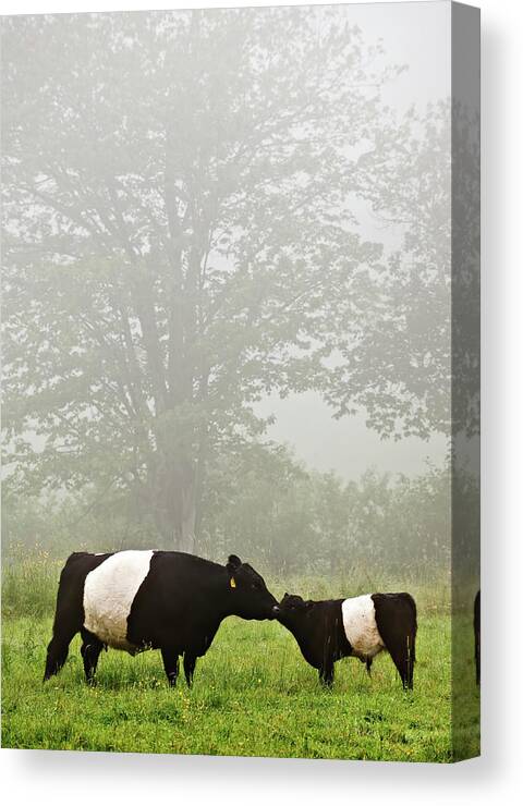 Grass Canvas Print featuring the photograph Mother Cow Nuzzles Calf by Hudson Henry