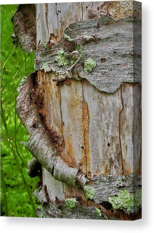 Nature Canvas Print featuring the photograph Nature's Curled Tree Bark and LIchen  by Alida M Haslett