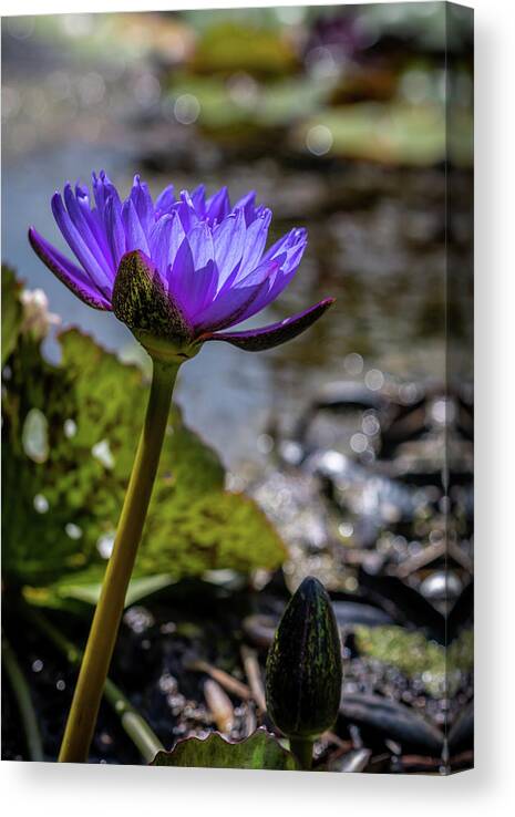 Water Canvas Print featuring the photograph Nymphaea nouchali by Susie Weaver