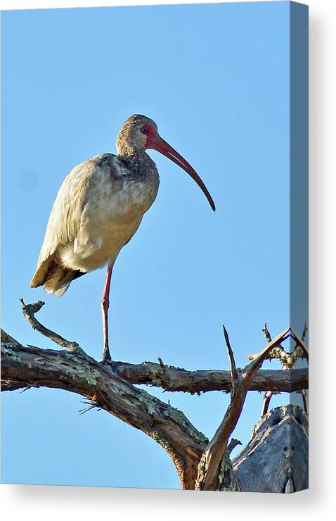 Birds Canvas Print featuring the photograph One-legged Ibis by Bruce Gourley