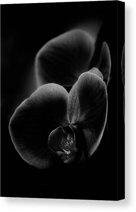 Two Objects Canvas Print featuring the photograph Orchid In Black And White by Photo By Alan Shapiro