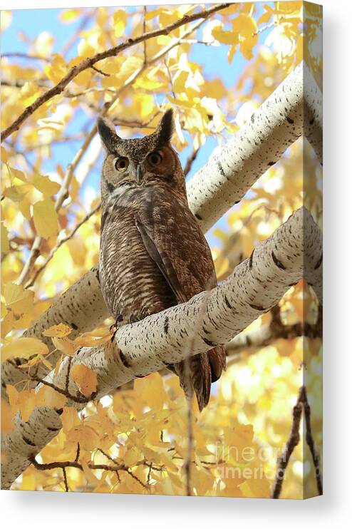 Animals Canvas Print featuring the photograph Owl on Autumn Branch by Carol Groenen