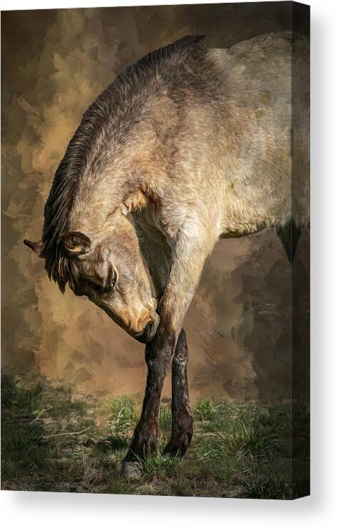  Canvas Print featuring the photograph Painted Portrait Of A Wild Mustang by Barbara A. Fletcher