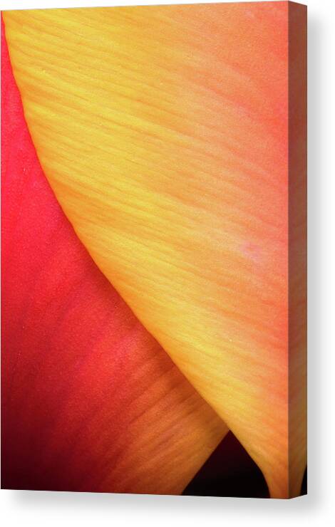Tulip Canvas Print featuring the photograph Pastel Curve by Michael Hubley