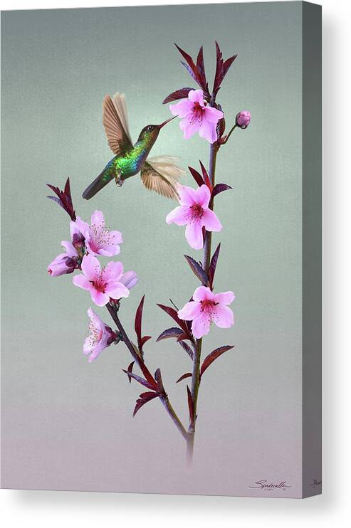Peach Canvas Print featuring the digital art Peach Blossoms and Hummingbird by M Spadecaller