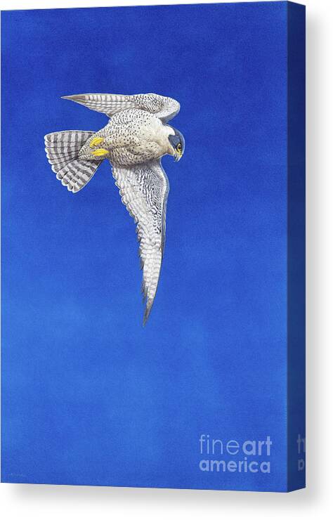 Peregrine Falcon Canvas Print featuring the painting Peregrine Falcon by Tim Hayward