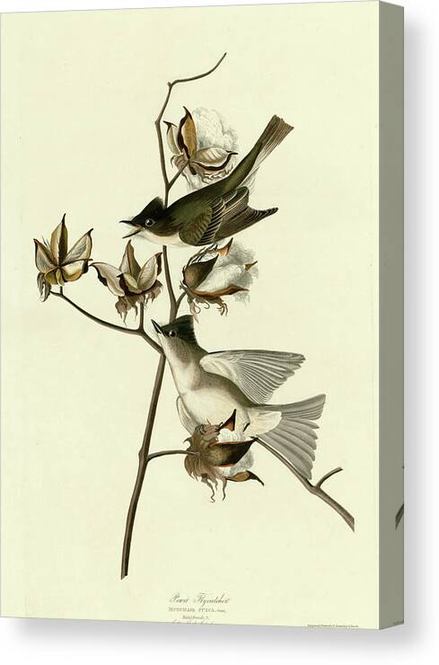 Audubon Birds Canvas Print featuring the Pewit Flycatcher by Vintage Apple Collection
