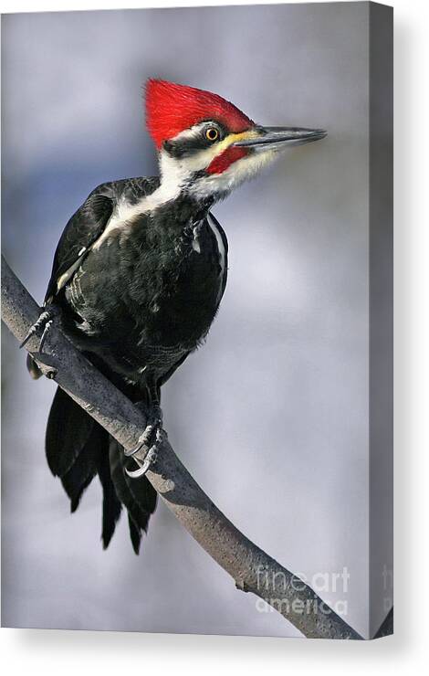 Pileated Woodpecker Canvas Print featuring the photograph Pileated Woodpecker by Art Cole