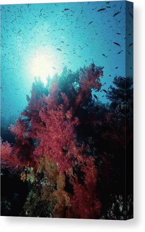 Underwater Canvas Print featuring the photograph Pink Soft Coral And Anthias by Tammy616