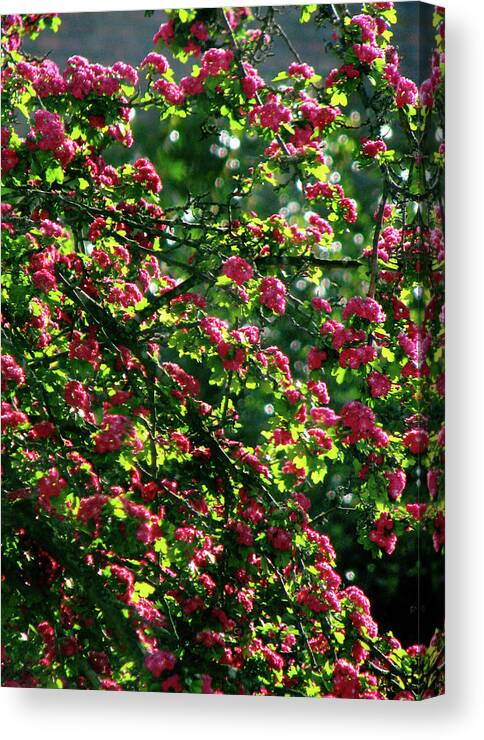 Pink Tree Blossoms Canvas Print featuring the photograph Sunlit Tree Blossoms by Jaeda DeWalt