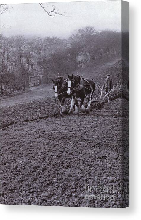 History Canvas Print featuring the photograph Ploughing By Horse by Harold Burdekin