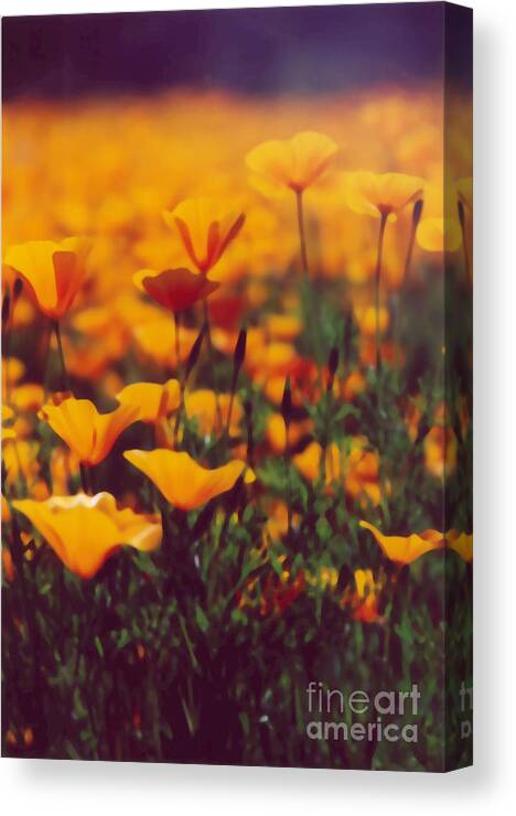 Poppy Canvas Print featuring the photograph Poppies Into Distance by Heather Kirk