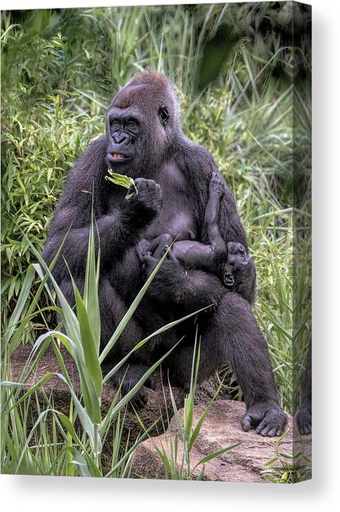 Mammals Canvas Print featuring the photograph Proud Mama Silverback 6243 by Donald Brown