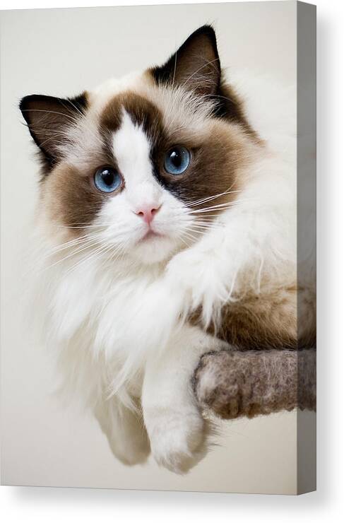 Ragdoll Kitten Canvas Print Canvas Art By Photograph C Jon