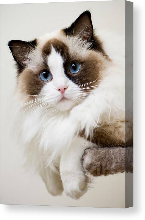 Pets Canvas Print featuring the photograph Ragdoll Kitten by Photograph © Jon Cartwright