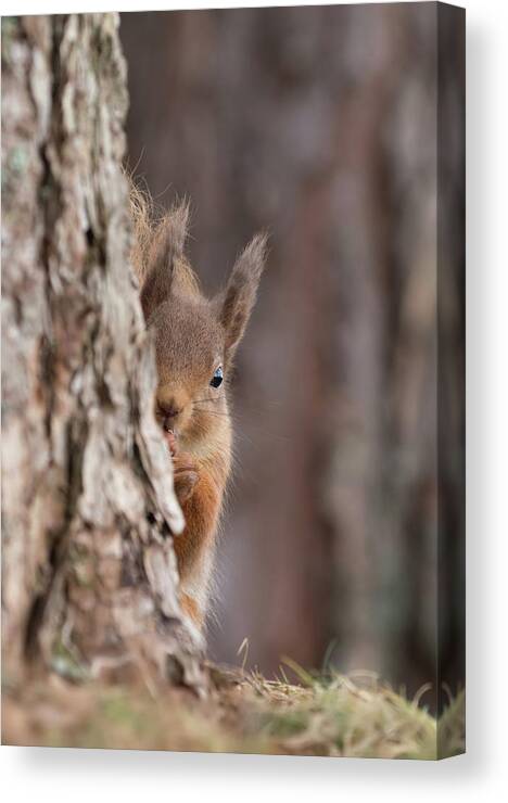 Red Canvas Print featuring the photograph Red Squirrel Peering Round A Tree by Pete Walkden