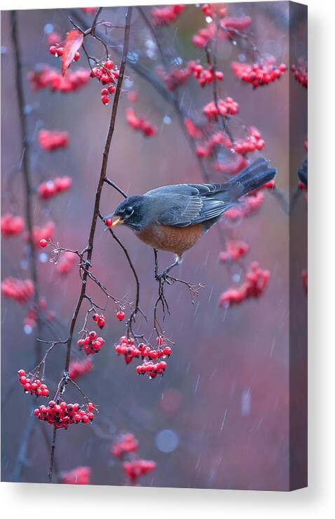 Rain Canvas Print featuring the photograph Robin In Rain by Johnson Huang