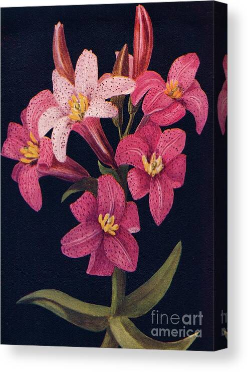 1910-1919 Canvas Print featuring the drawing Ruby Lily, C1915, 1915 by Print Collector