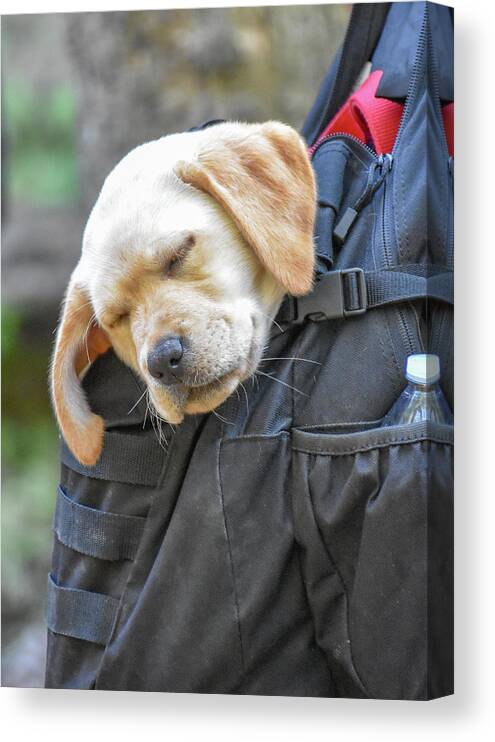 Puppy Canvas Print featuring the photograph Sleepy Hiker Puppy by Michelle Wittensoldner