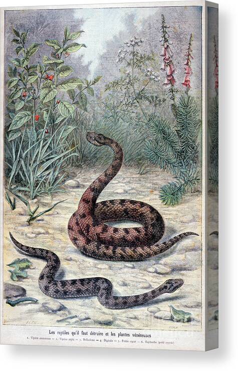Engraving Canvas Print featuring the drawing Snakes And Poisonous Plants, 1897 by Print Collector