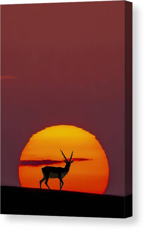 Antelope Canvas Print featuring the photograph Sun Crossing by Abdul Saleem
