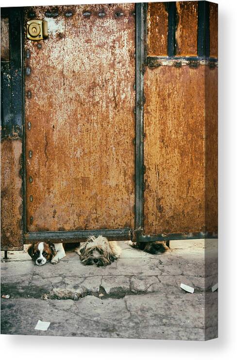 Dogs Canvas Print featuring the photograph Three Sad Dogs by Fabian Romano