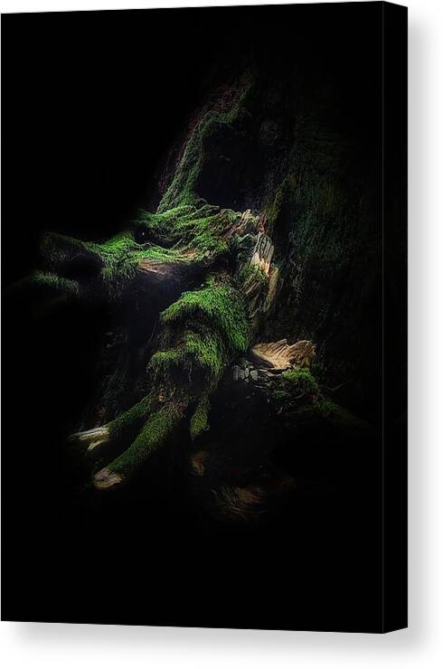 Tree Canvas Print featuring the photograph Tree Samurai by Ingrida Urbonavi?ien?