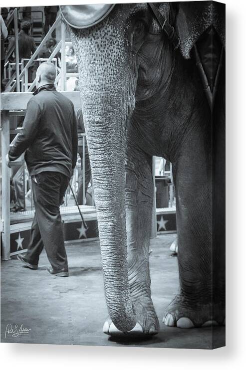 Elephant Canvas Print featuring the photograph Trunk by Phil S Addis