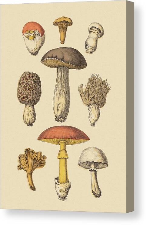 Brown Background Canvas Print featuring the drawing Various Mushrooms by CSA Images