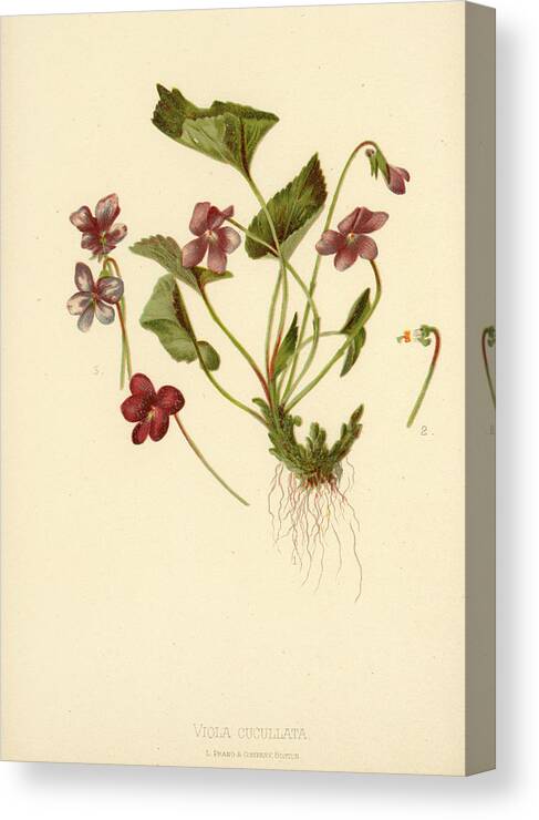 Flowers Canvas Print featuring the mixed media Viola Cucullata Common Blue Violet by L Prang