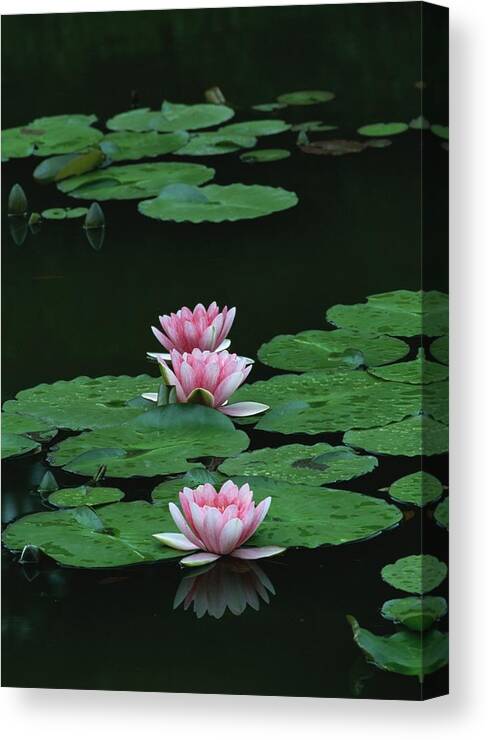 Water's Edge Canvas Print featuring the photograph Water Lily by Imagenavi