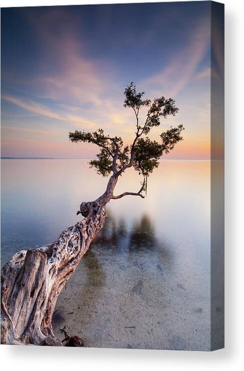 Ocean Canvas Print featuring the photograph Water Tree X by Moises Levy