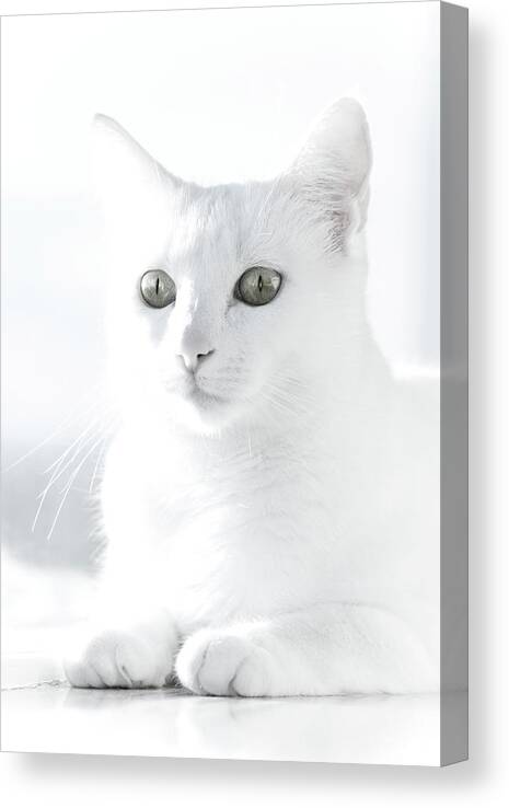 Pets Canvas Print featuring the photograph White Cat by Vilhjalmur Ingi Vilhjalmsson