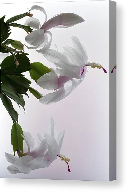 Floral Canvas Print featuring the photograph White Christmas cactus by Shirley Mitchell