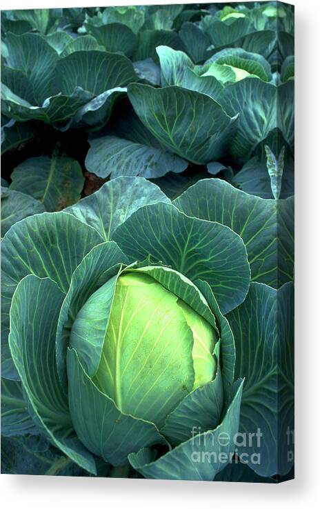  Canvas Print featuring the photograph Winter Cabbages In Field 28. by Steve Taylor/science Photo Library