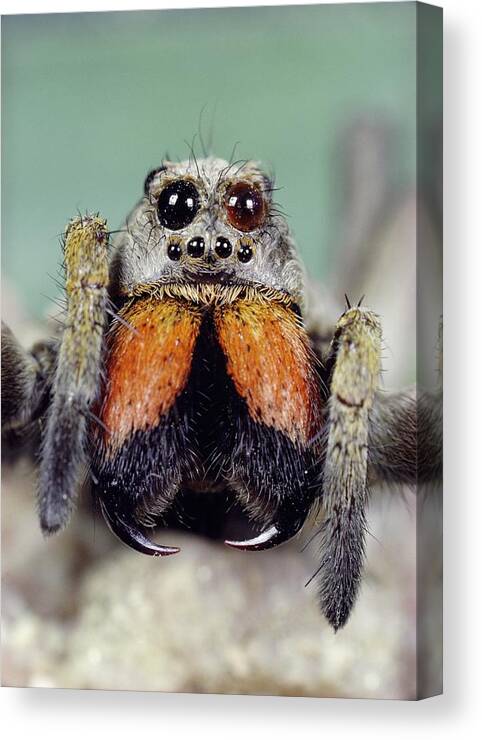 Arachnid Canvas Print featuring the photograph Wolf Spider by Nhpa