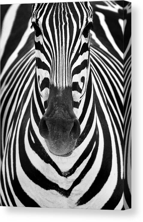 Zebra Canvas Print featuring the photograph Zebra by Juan Luis Duran