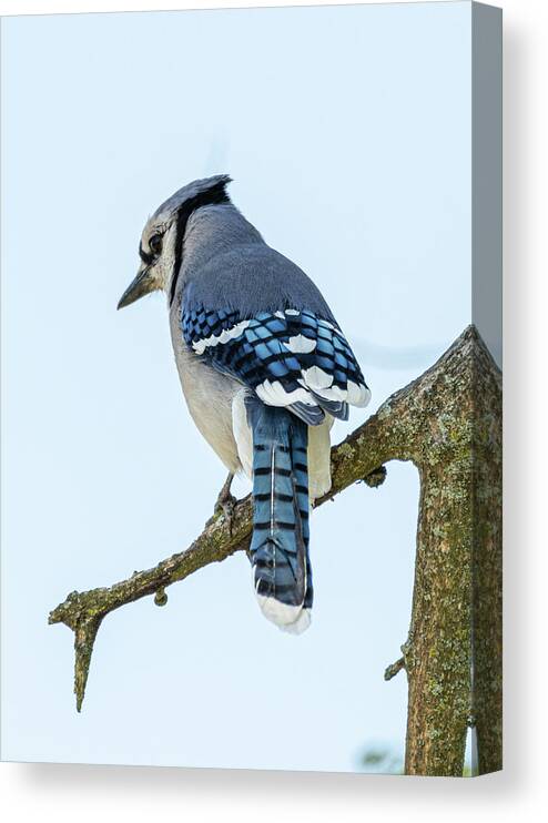 Blue Jay Canvas Print featuring the photograph Blue Jay #1 by Holden The Moment