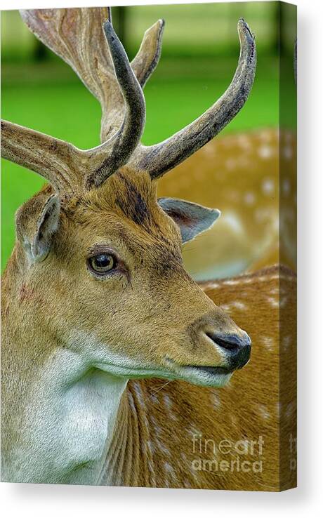 Deer Canvas Print featuring the photograph Fallow Deer Stag Portrait #1 by Martyn Arnold