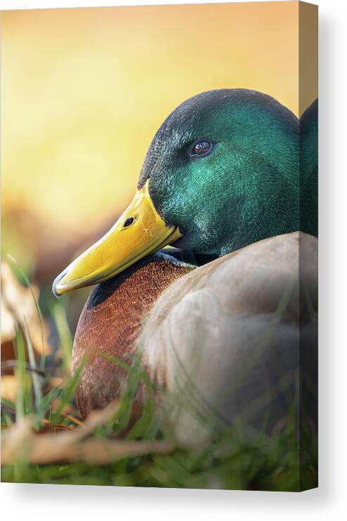 Mallard Canvas Print featuring the photograph Mallard Duck Drake Portrait #1 by Jordan Hill