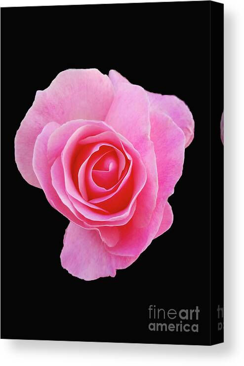 Rose Canvas Print featuring the photograph Pinky #1 by Carol Eliassen