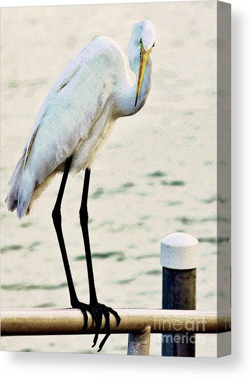 Great Egret Canvas Print featuring the photograph Waiting #1 by Hilda Wagner