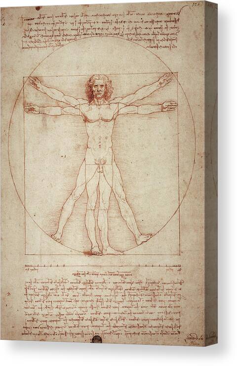 Vitruvian Man Canvas Print featuring the painting Vitruvian Man by Leonardo Da Vinci