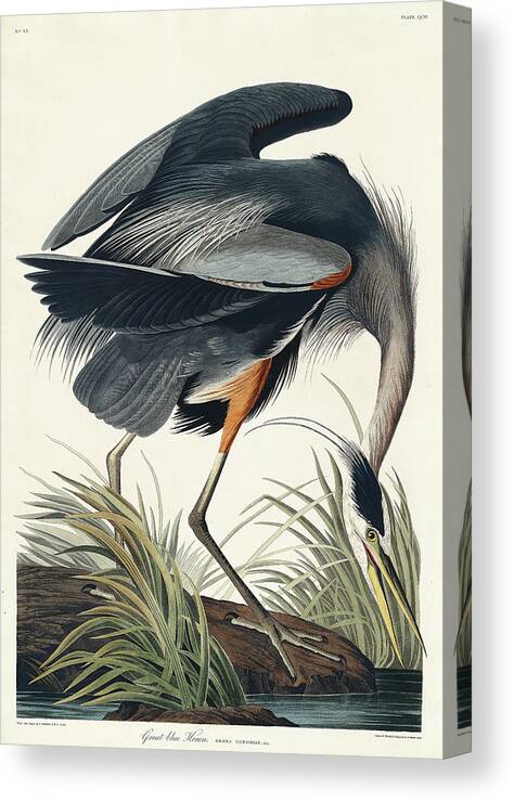 Audubon Birds Canvas Print featuring the drawing Great blue Heron #13 by John James Audubon